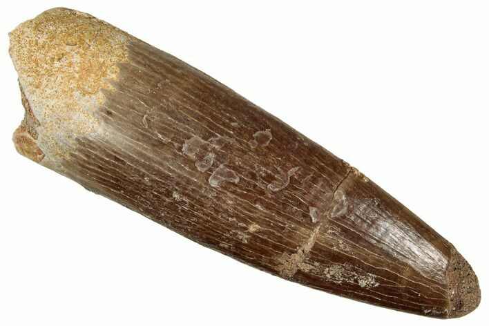Fossil Plesiosaur (Zarafasaura) Tooth - Morocco #349850